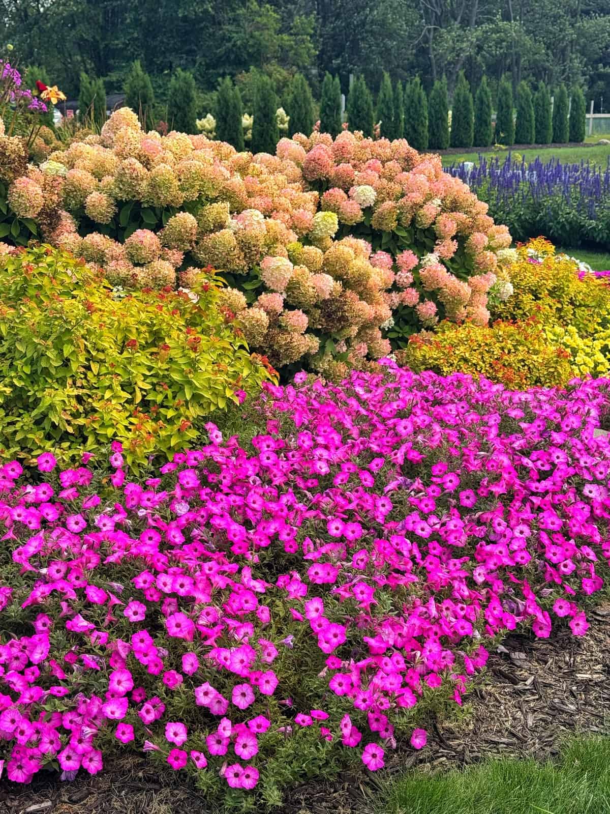 A vibrant garden bed with bright pink petunias in the foreground, pale pink hydrangeas behind them, and other green shrubs and flowering plants, all against a backdrop of tall evergreen trees.