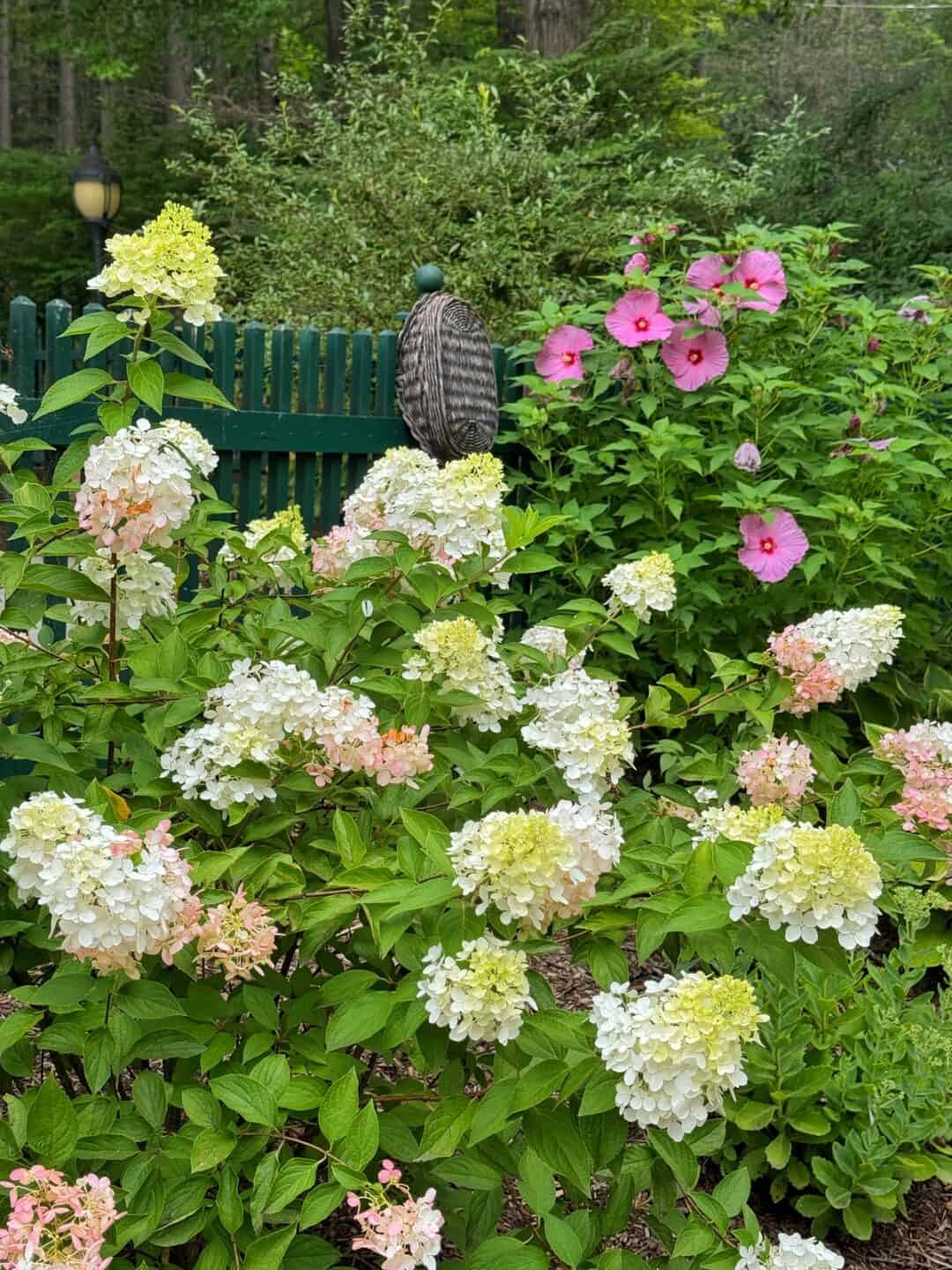 Types of Hydrangeas: A Complete Guide for Home Gardeners | Bricks ’n ...