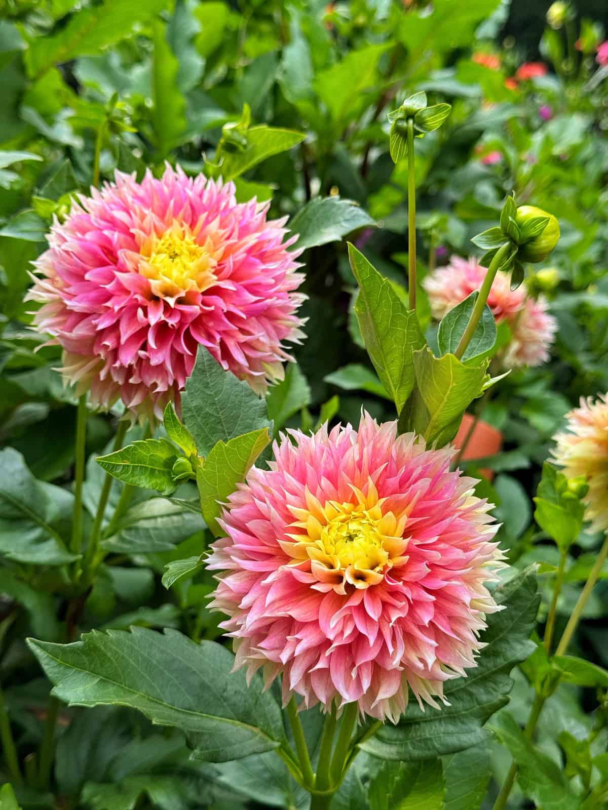 Two vibrant dahlia flowers with pink and yellow petals bloom among lush green leaves, with buds and blurred greenery in the background.