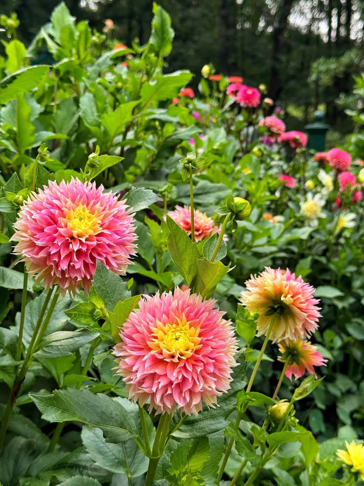 Pink and yellow dahlia flowers with spiky petals bloom among green foliage in a garden, with more dahlias and greenery in the blurred background.