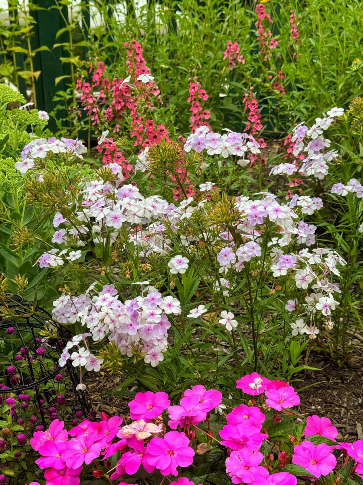 A vibrant garden bed featuring clusters of light pink and white phlox flowers, bright pink impatiens in the foreground, and tall pink flowers in the background, surrounded by lush green foliage.