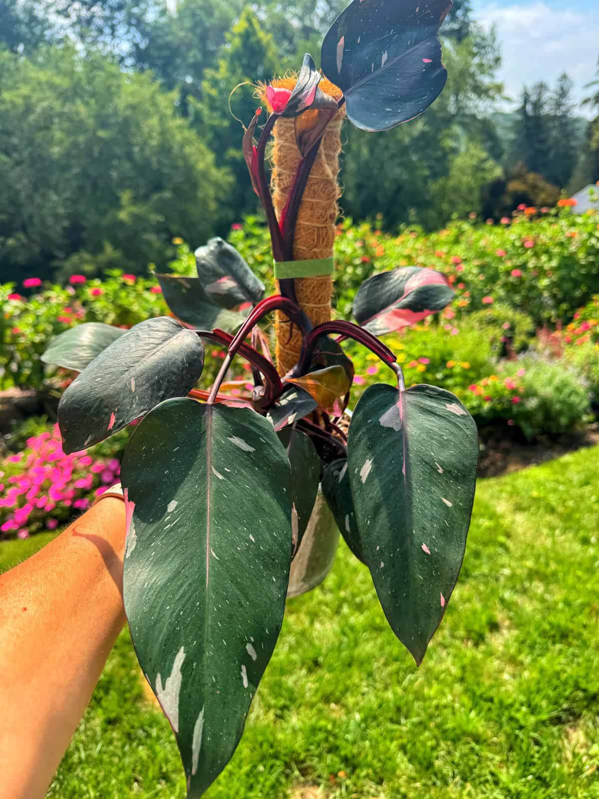 A hand holds a potted Philodendron Pink Princess with dark green leaves featuring pink variegation, against a vibrant garden background with green grass and colorful blooming flowers.
