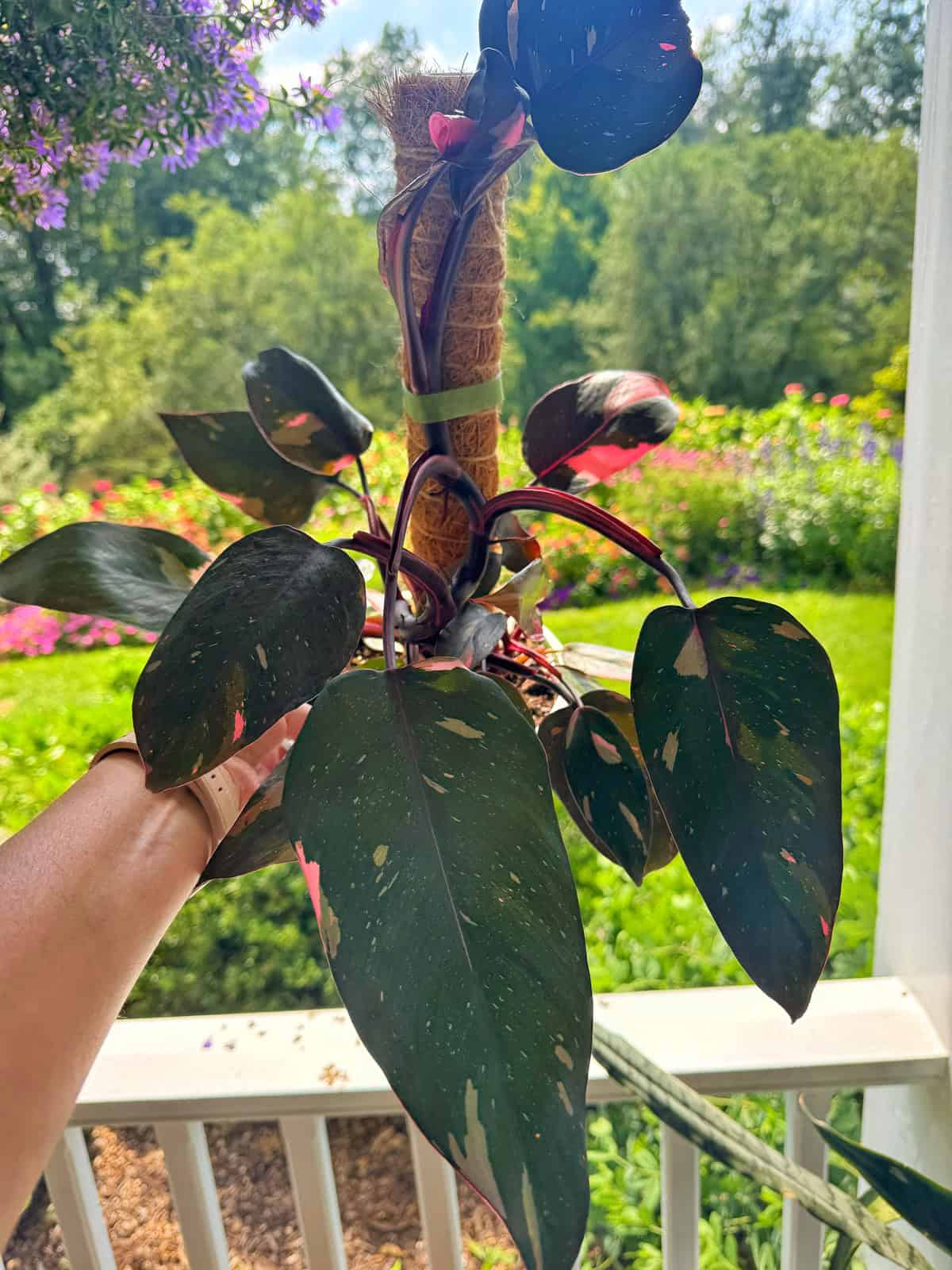 A hand holds a Philodendron Pink Princess plant with dark green leaves featuring pink and white variegation, set against a lush, sunlit garden background.