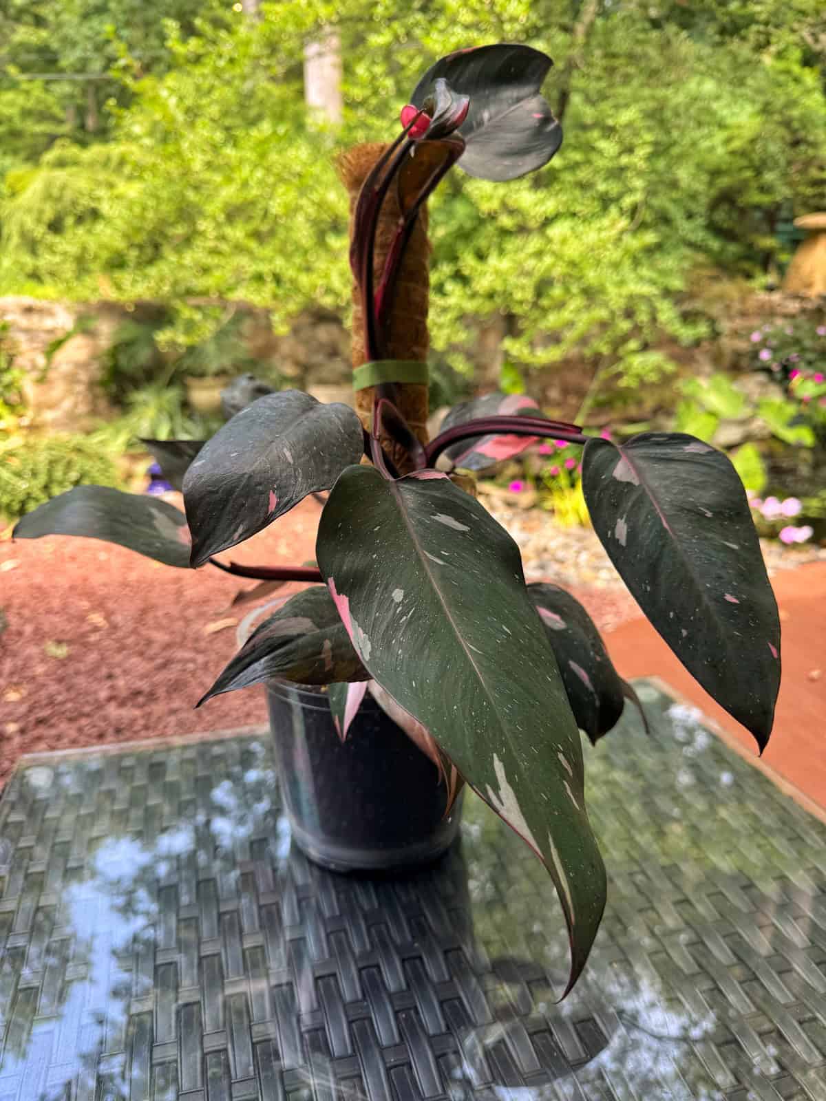 A potted tropical plant with dark green leaves and pink variegation sits on a glass table outdoors, surrounded by lush greenery and a garden in the background.