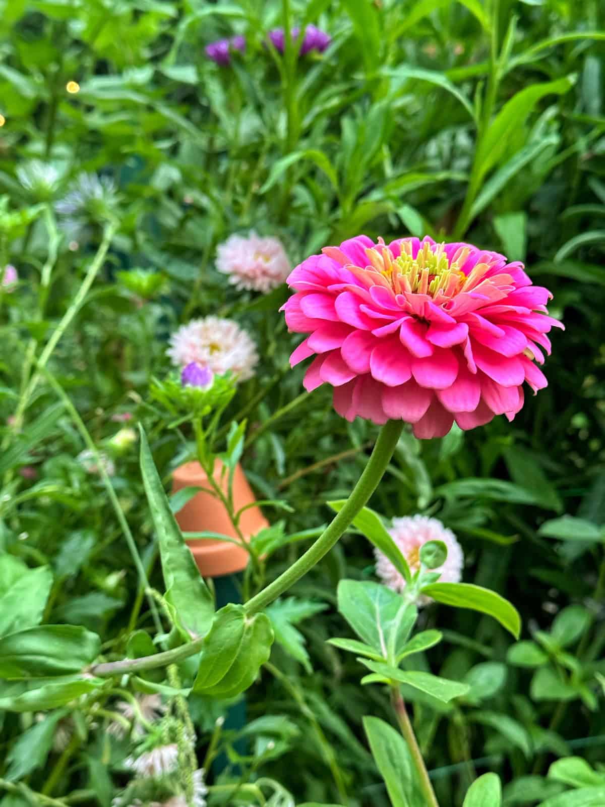 A vibrant pink zinnia flower in focus stands out against a background of green leaves and blurred pale flowers in a garden setting.