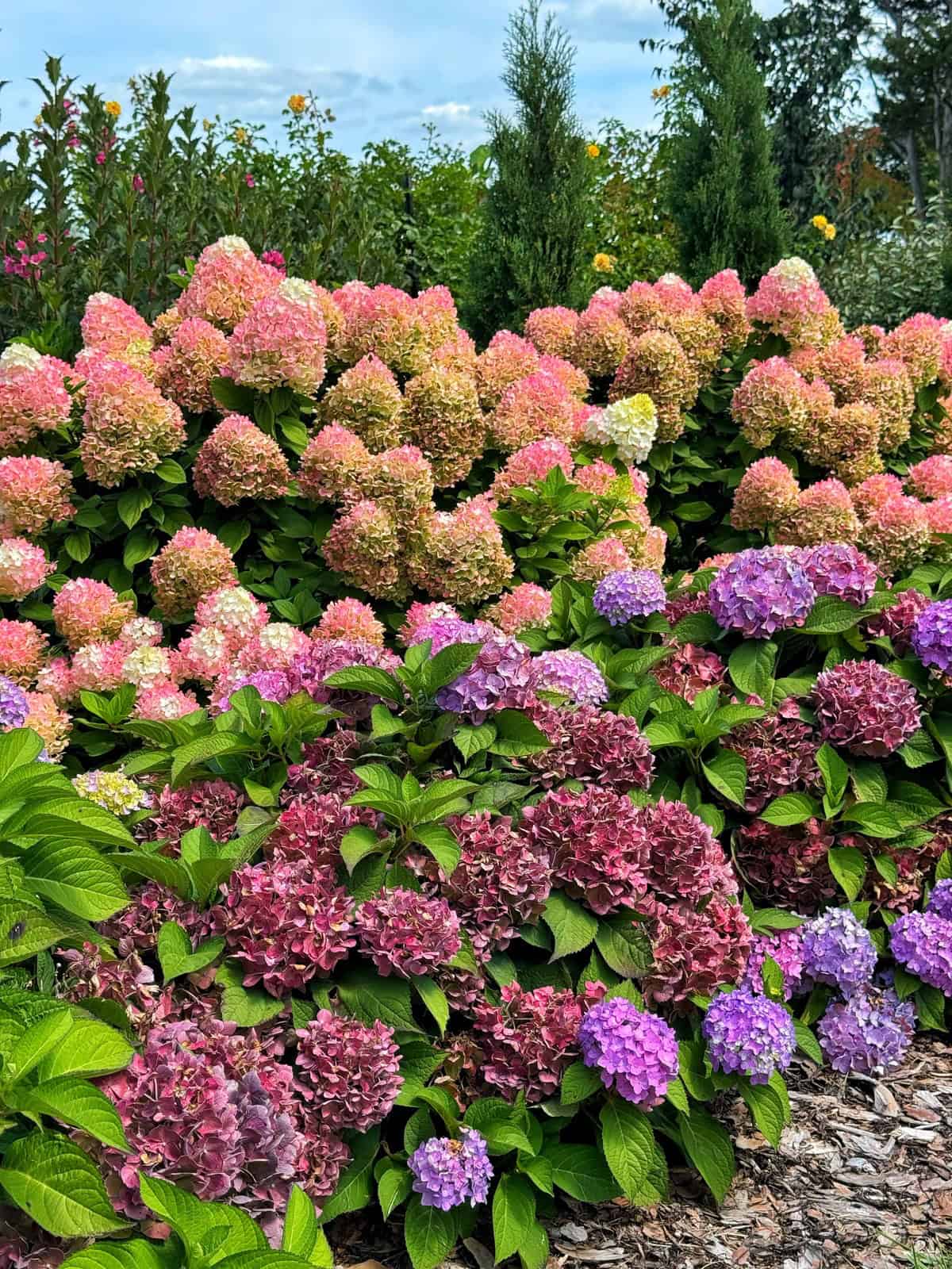 A vibrant garden with clusters of pink, purple, and pale green hydrangeas in bloom, surrounded by lush green foliage and a few tall coniferous trees in the background under a partly cloudy sky.
