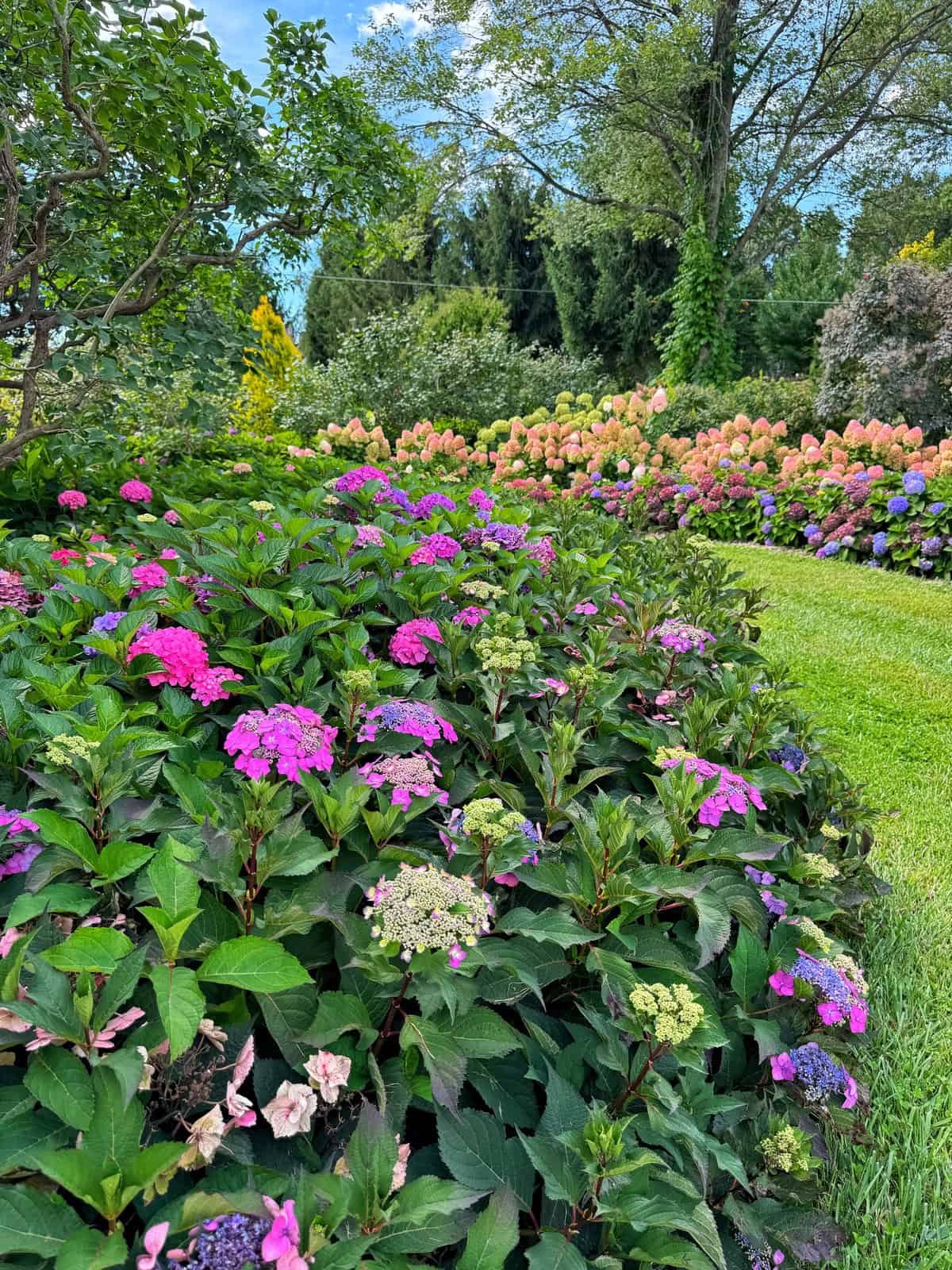 A lush garden with vibrant pink and purple hydrangea bushes in the foreground, more blooming hydrangeas in the background, green grass, and tall trees under a blue sky.