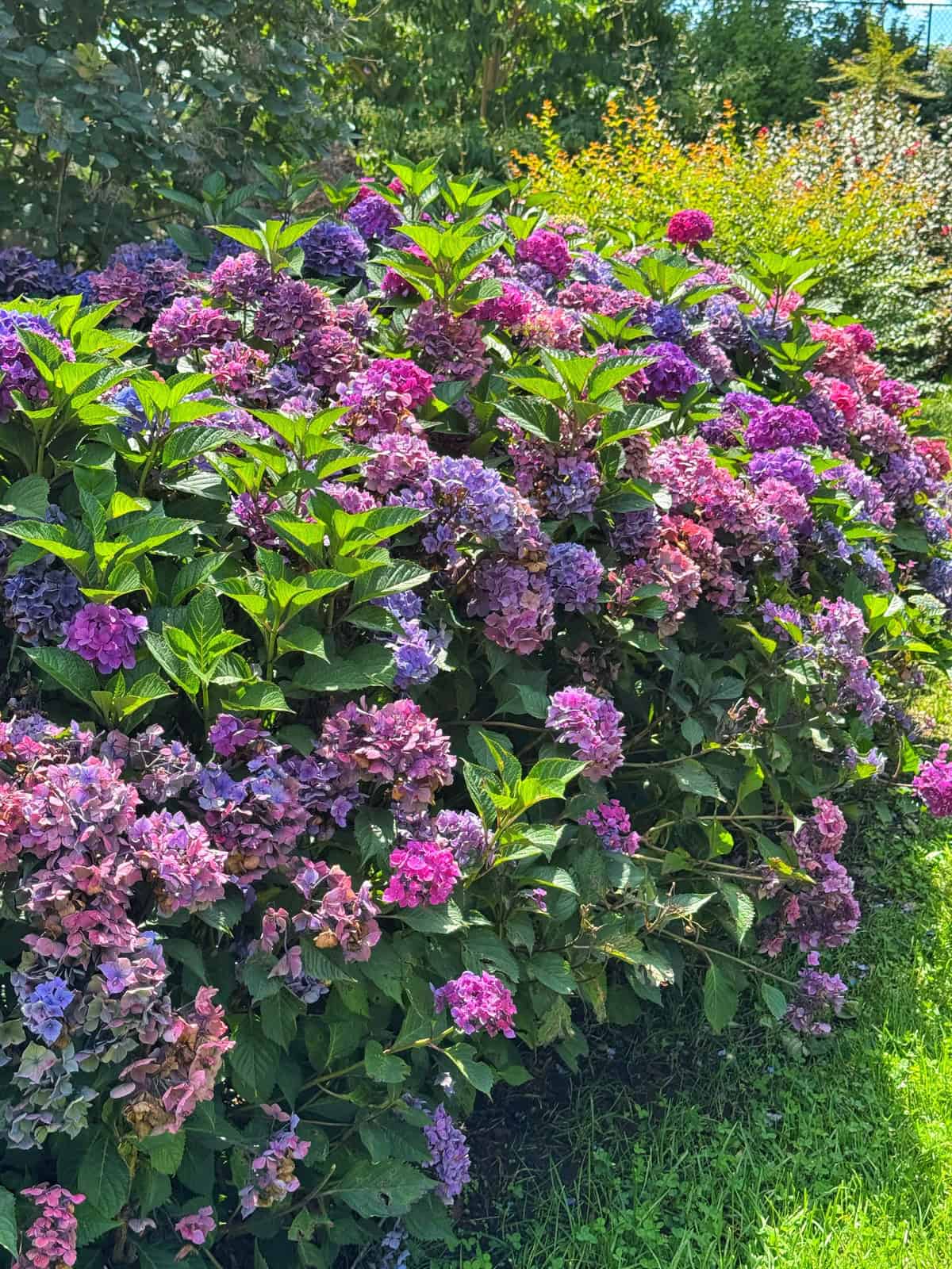 A lush bush with vibrant purple and pink hydrangea flowers growing in a sunlit garden, surrounded by green foliage and grass.