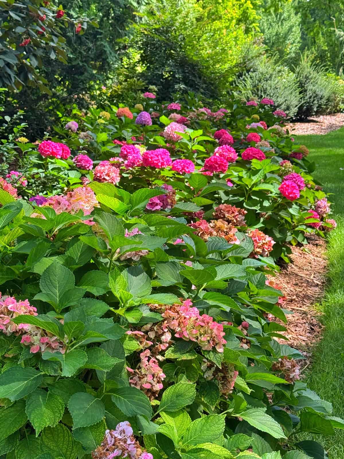 A garden bed full of blooming hydrangea bushes with clusters of pink and red flowers, surrounded by green leaves and bordered by a grassy lawn and mulch under bright sunlight.