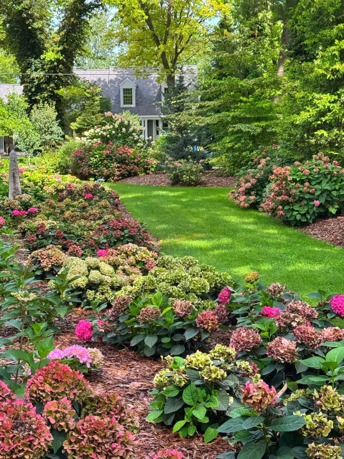 A lush garden with vibrant pink, green, and brown hydrangeas and neatly trimmed grass, surrounded by trees and shrubs, with a gray house visible in the background.