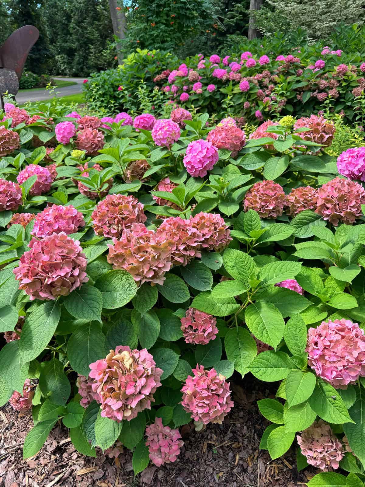 Pink hydrangea bushes with green leaves grow in a garden bed, surrounded by mulch. More pink hydrangeas and green foliage can be seen further in the background, along with grass and trees.