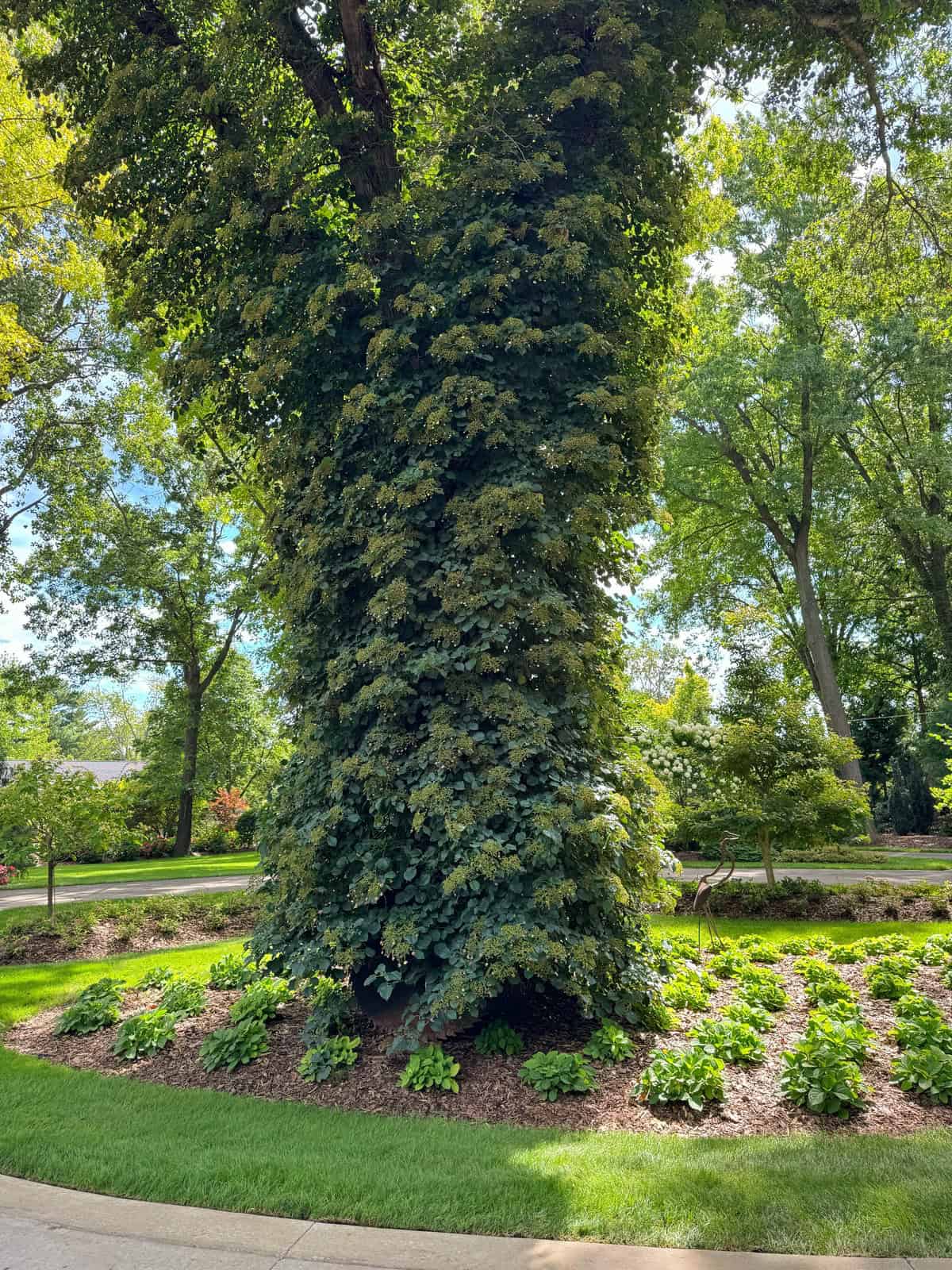 A large tree trunk covered in dense green ivy stands in a landscaped garden bed, surrounded by neatly trimmed shrubs and mulch, with a bright, sunny park and road in the background.