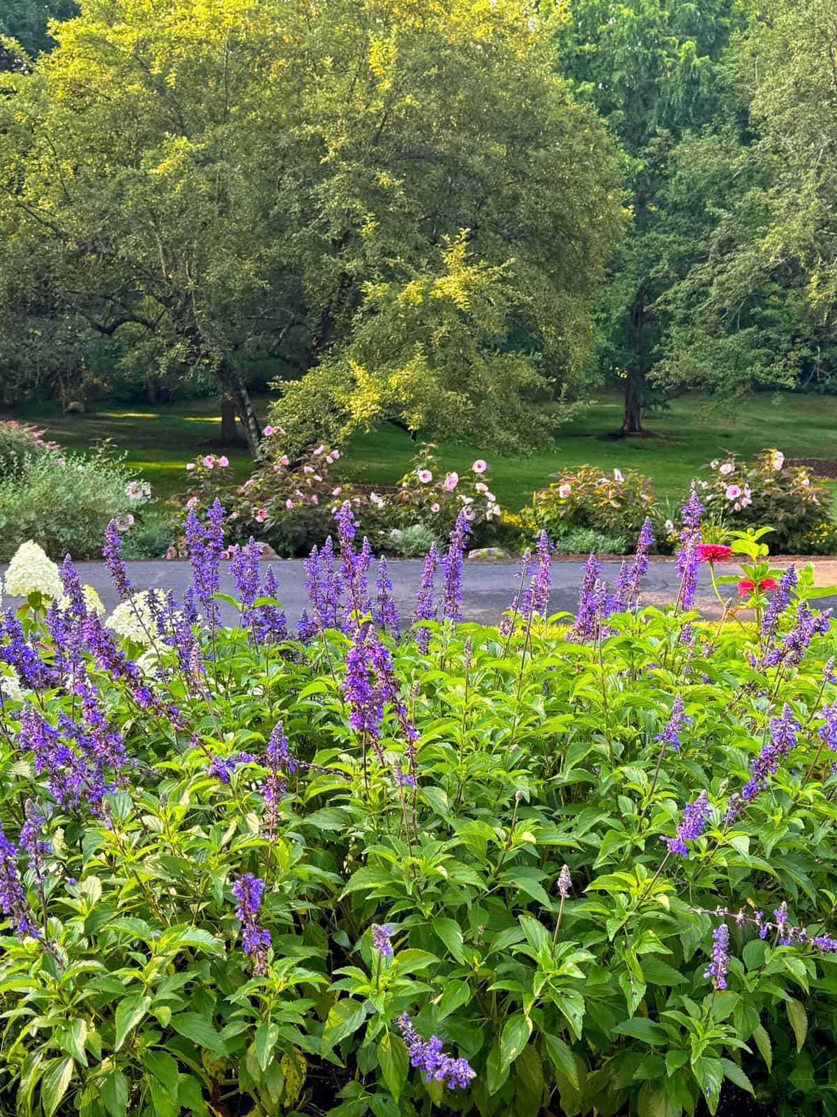 A lush garden with tall purple flowers in the foreground, colorful roses in the middle, and large green trees in the background under soft sunlight.