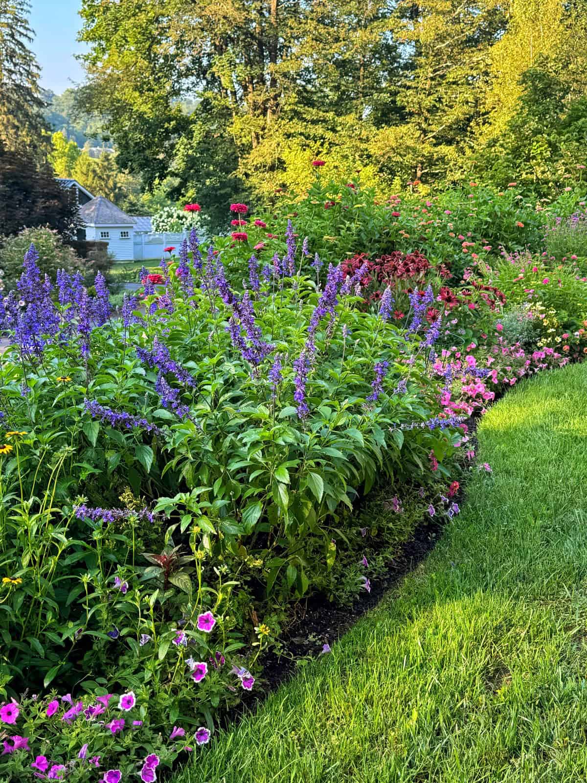 A lush flower garden with vibrant purple, pink, and red blooms growing along a curved edge, bordered by neatly trimmed green grass, with trees and a house in the background on a sunny day.