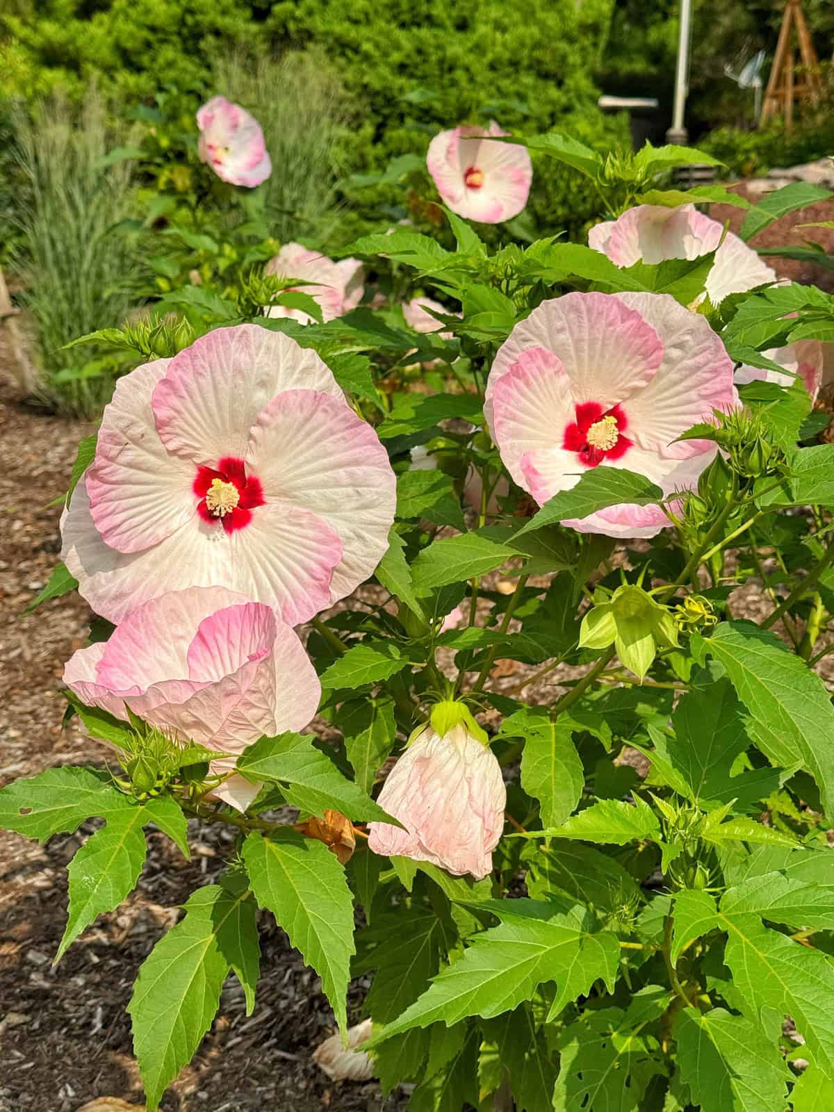 A cluster of large, pale pink hibiscus flowers with red centers blooms among green leaves in a sunlit garden, surrounded by mulch and lush greenery in the background.