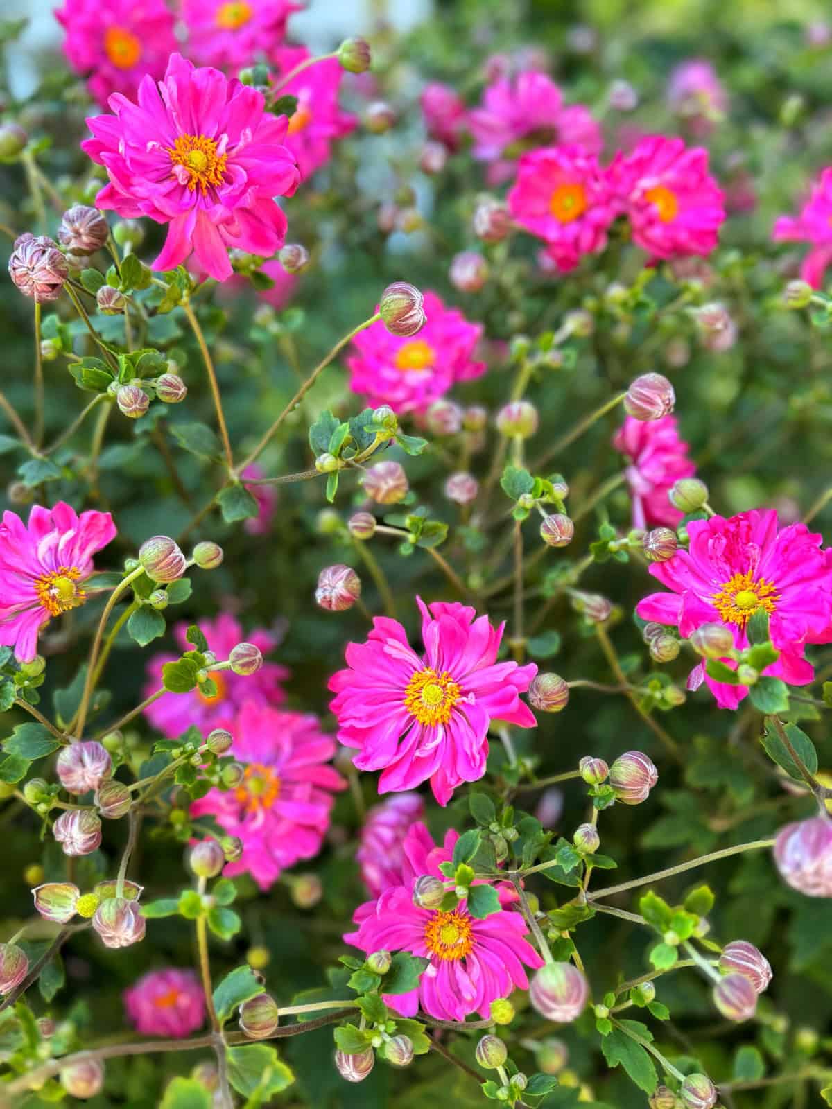 Bright pink flowers with yellow centers bloom among numerous green leaves and unopened buds, creating a vibrant and colorful garden scene.