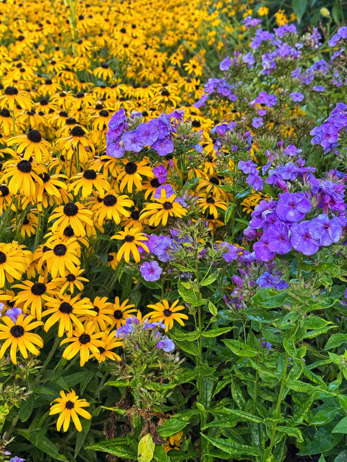 A vibrant garden bed filled with yellow Black-eyed Susan flowers on the left and clusters of purple phlox flowers on the right, both surrounded by lush green foliage.