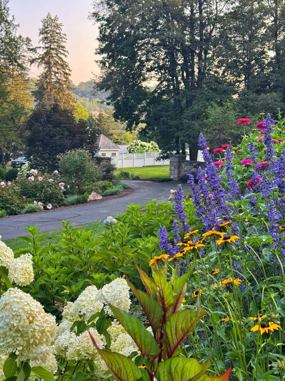 A colorful cottage garden with white, yellow, and purple flowers lines a driveway, with tall trees and a white house with a fence in the background under a partly cloudy sky.