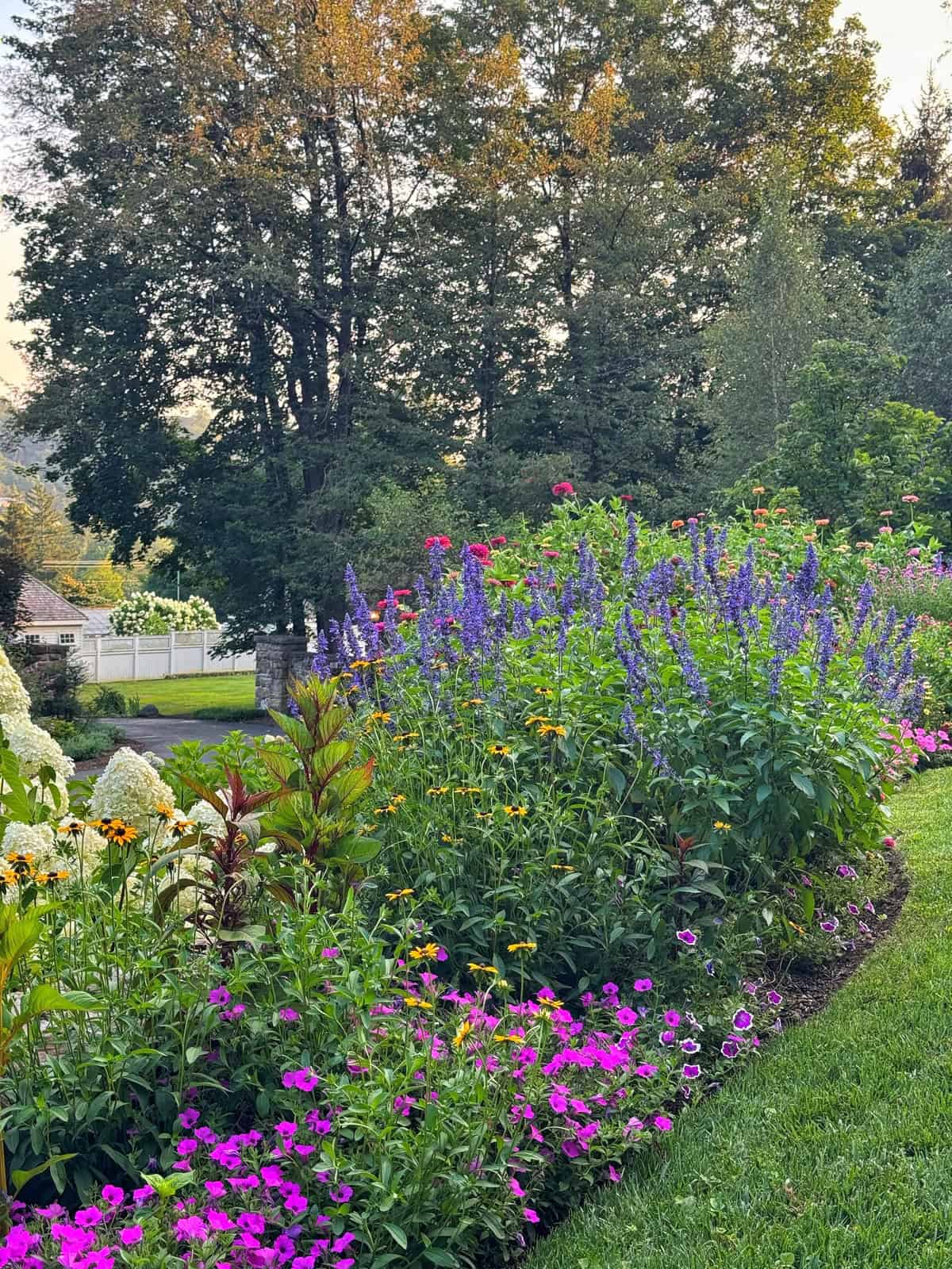 A vibrant garden bed filled with blooming pink, yellow, and purple flowers beside a neatly trimmed lawn, with tall trees and a white fence in the background under a clear sky.