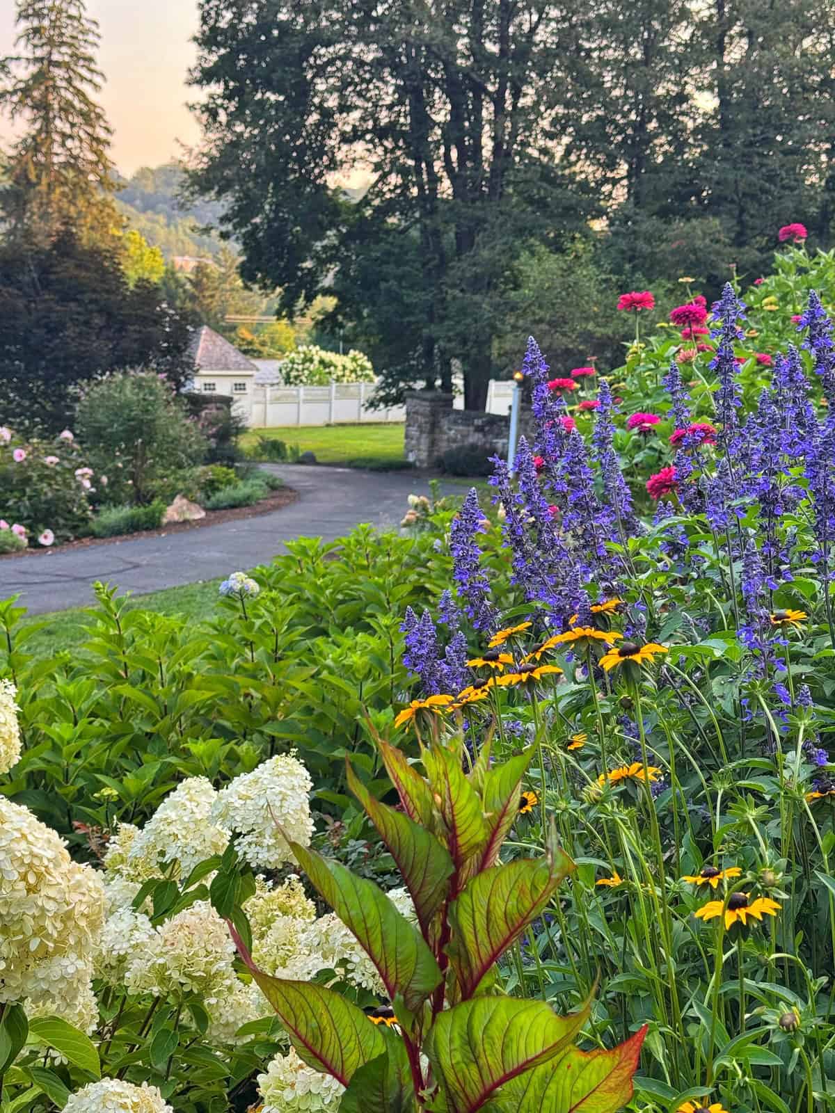 Colorful garden with blooming hydrangeas, purple and yellow flowers, and tall red blooms beside a winding driveway, with a white house and trees in the background under a soft, morning sky.