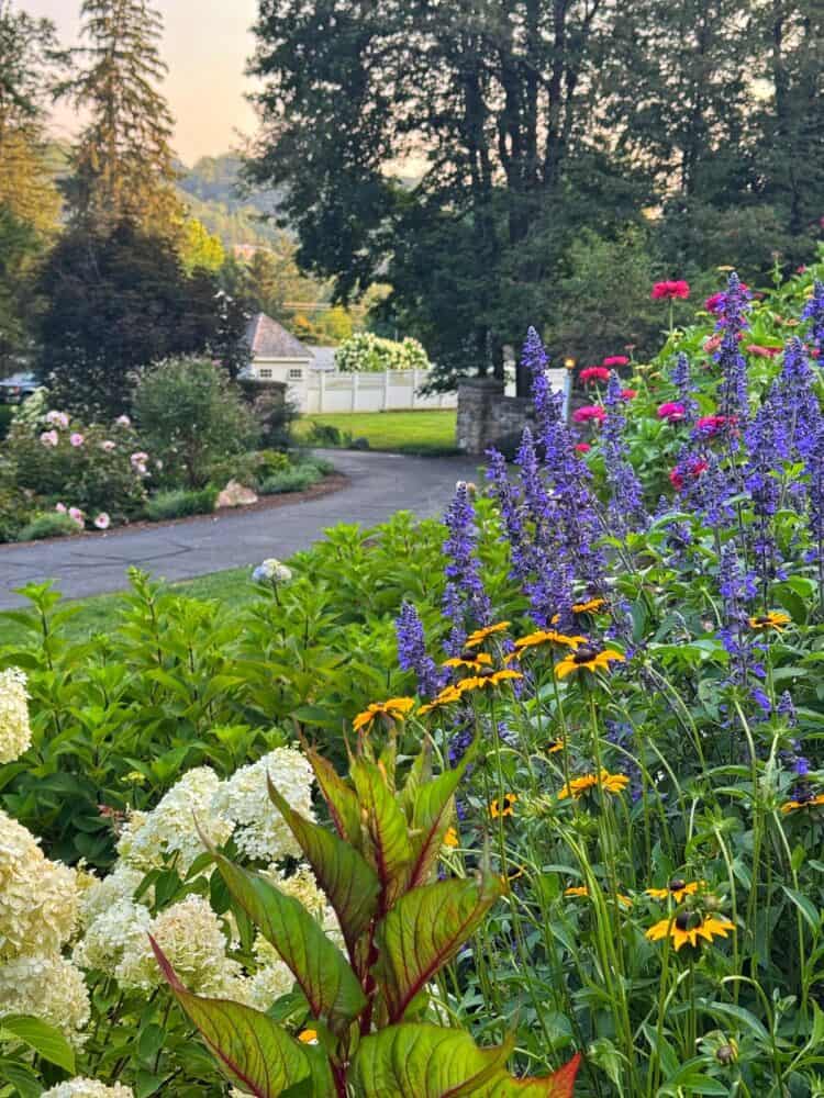 A vibrant cottage garden with tall purple, red, and yellow flowers in bloom, white hydrangeas, and lush greenery. A paved path curves through the garden with trees, bushes, and a white fence in the background on a summer day.