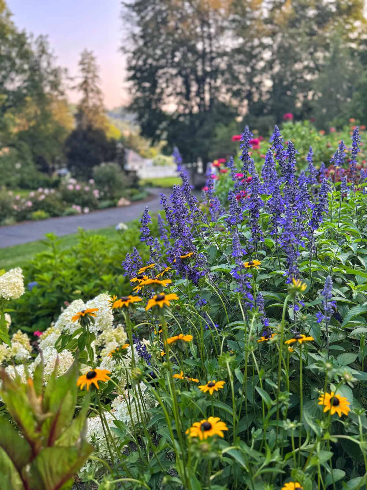 A colorful garden with yellow and purple wildflowers in bloom, surrounded by lush green foliage and trees in the background on a sunny day.