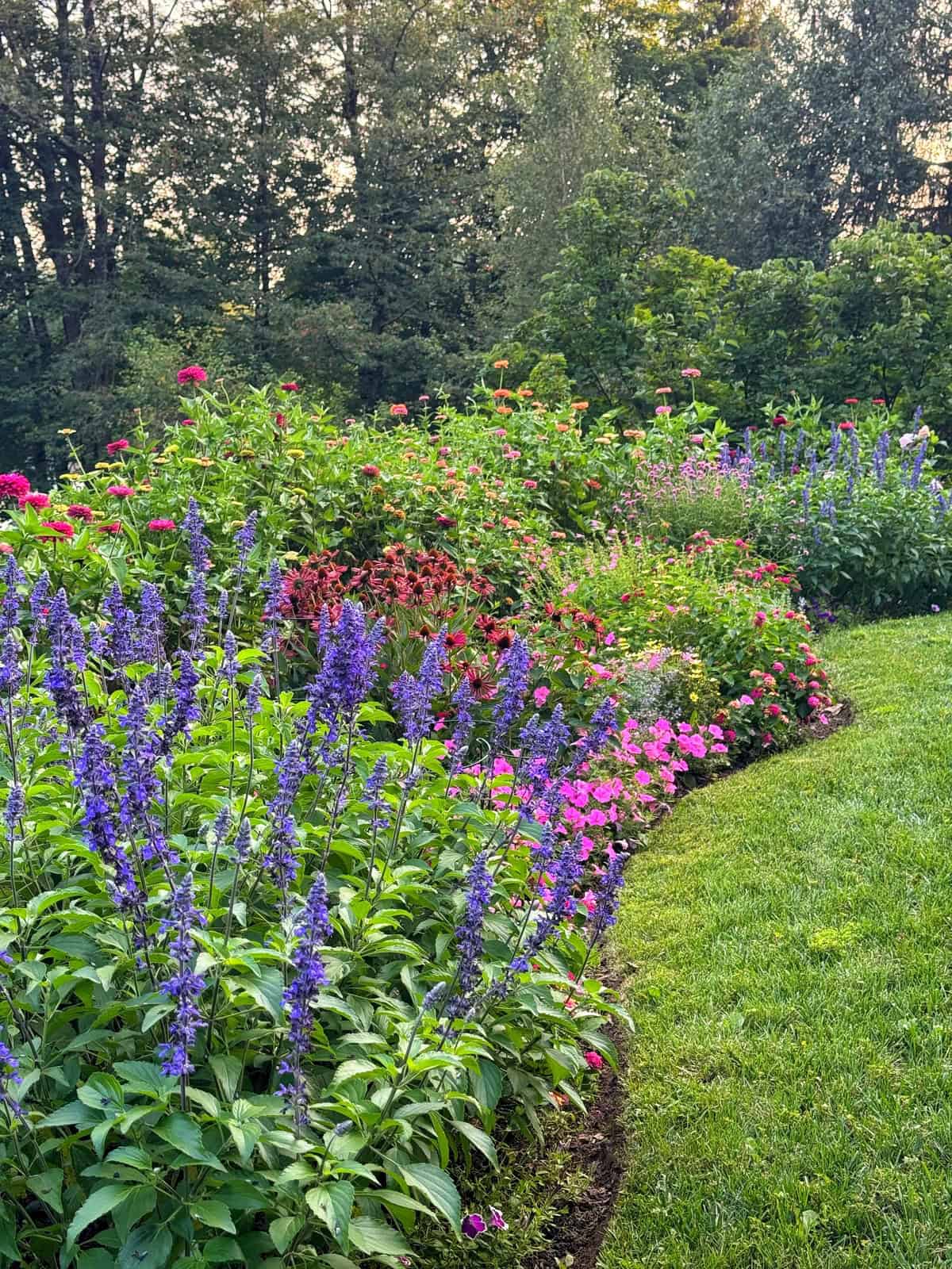 A lush garden bed filled with blooming flowers in shades of purple, pink, and red curves along a green lawn, with trees and shrubs in the background.