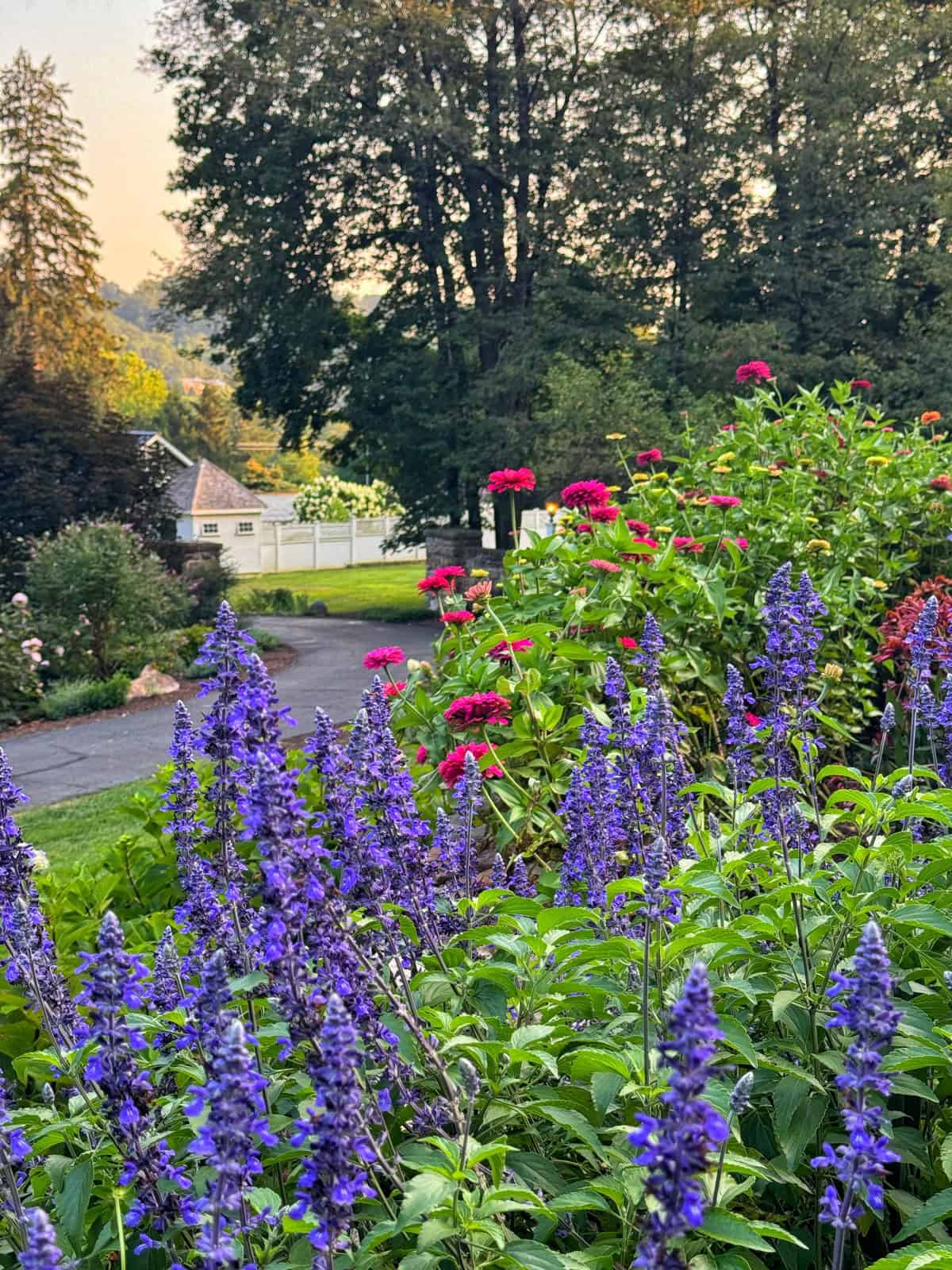 A vibrant garden with blooming purple and red flowers in the foreground, a driveway, green lawn, and trees in the background, with a house partially visible to the left.