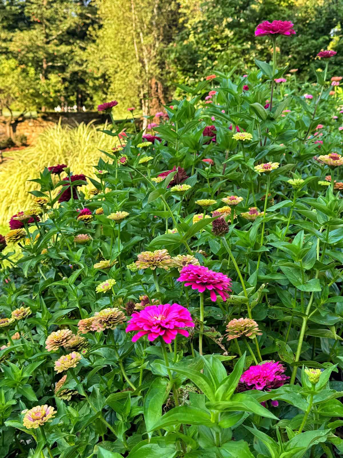 A lush garden with green foliage and blooming zinnias in shades of pink, yellow, and red under sunlight, with trees and tall grasses in the background.