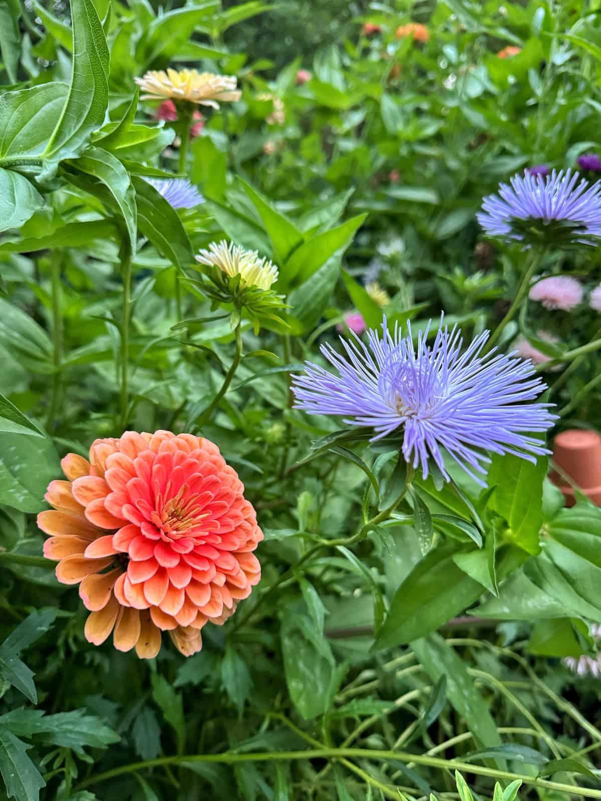 Close-up of vibrant flowers in a garden, featuring an orange zinnia and a spiky purple aster among green leaves and stems, with more colorful flowers blurred in the background.