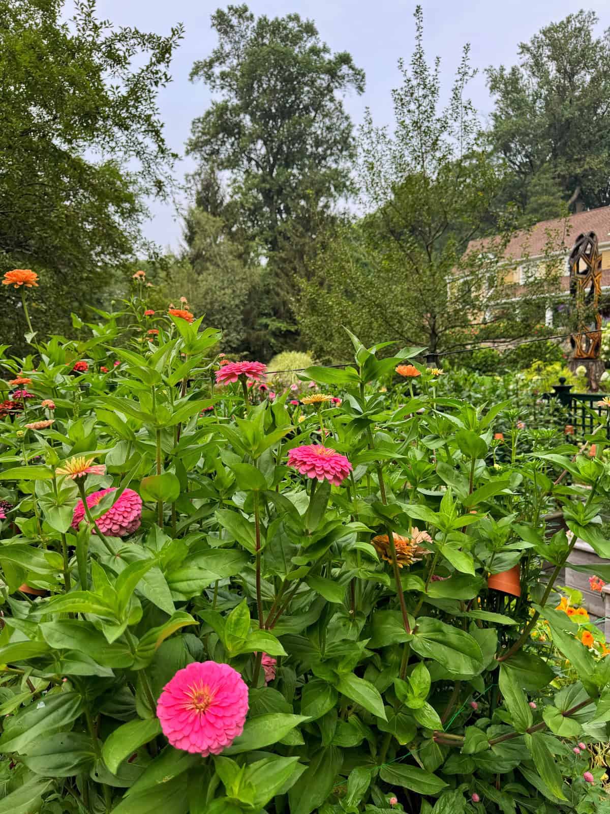 Bright pink and orange zinnia flowers bloom among green foliage in a lush garden, with tall trees and a house visible in the background under a cloudy sky.