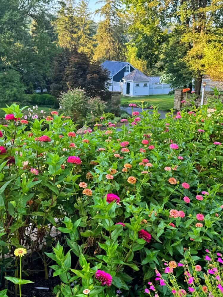 A lush cottage garden filled with vibrant zinnias that were started from seed through direct sowing and indoor seed starting in various colors, including pink, orange, and yellow, with a white barn and green trees in the background on a sunny day. Zinnia garden is located in zone 6b, New Jersey