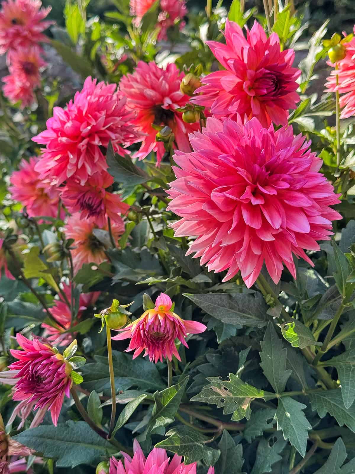 Bright pink dahlia flowers in full bloom with lush green leaves surrounding them, captured in natural sunlight.