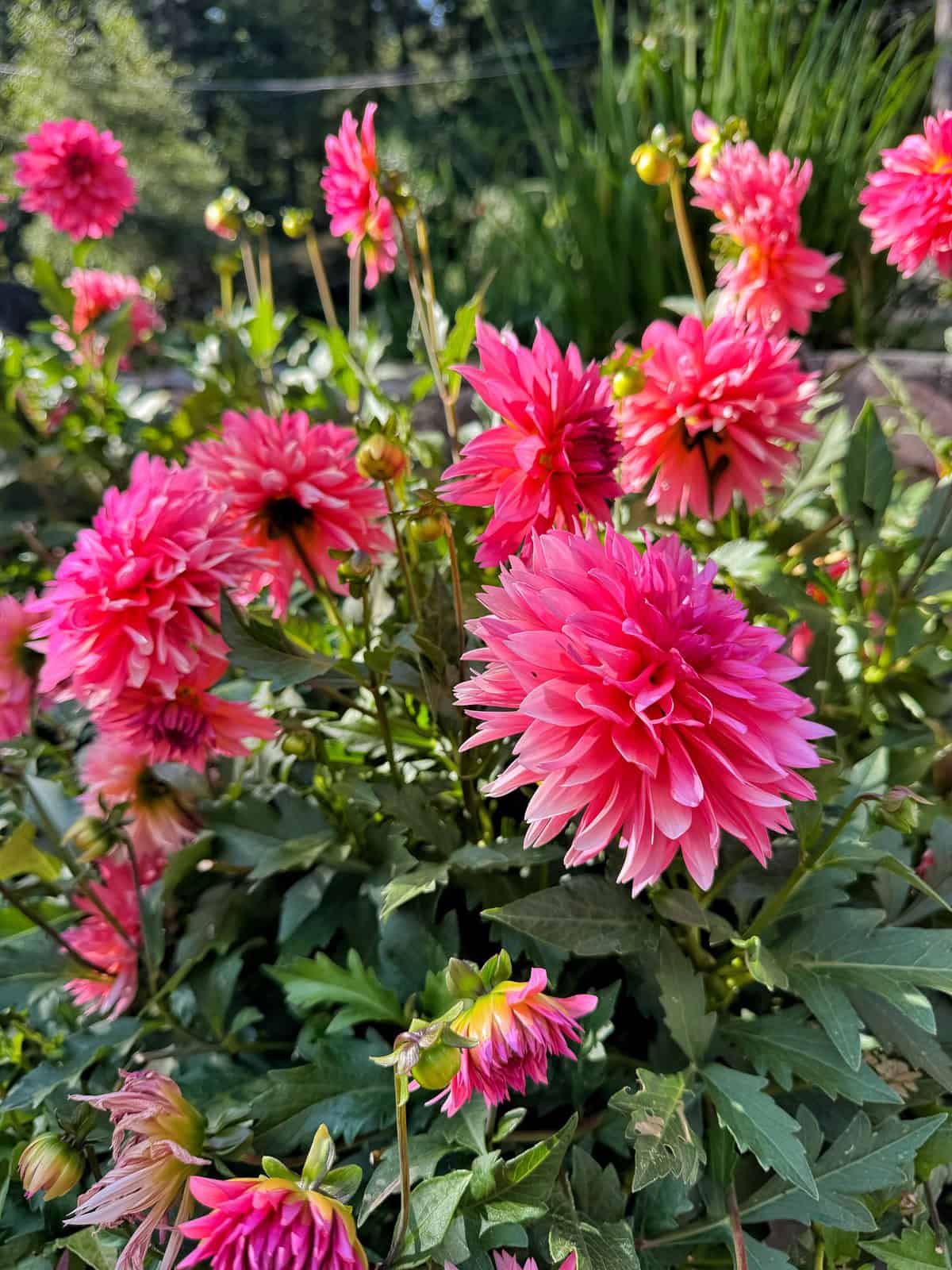 Vibrant pink dahlias bloom in a garden, surrounded by green leaves and stems, with sunlight highlighting the petals. The background is slightly blurred with more flowers and greenery.