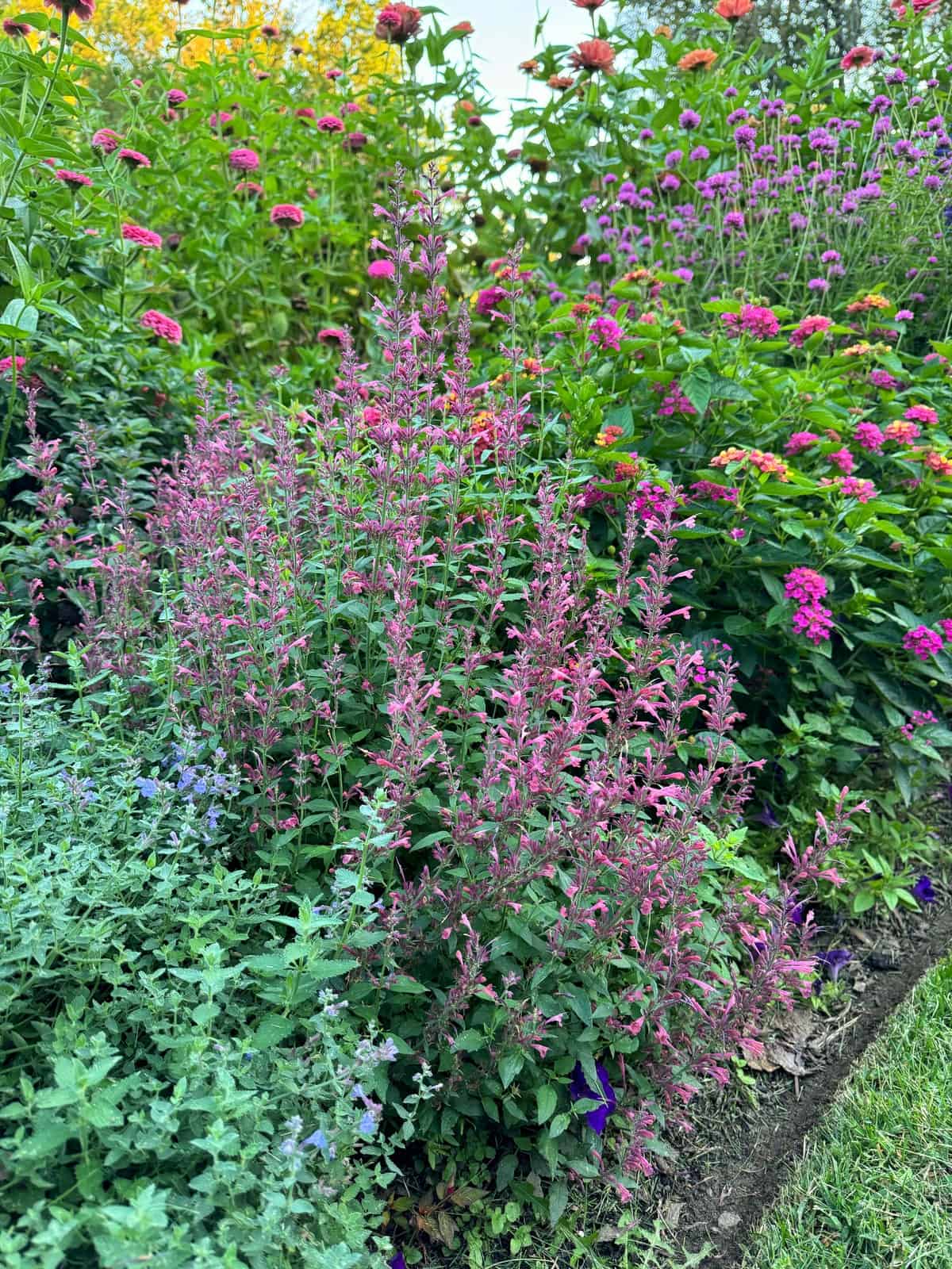 A vibrant garden bed filled with various flowering plants, including clusters of pink, purple, and orange blossoms, lush green leaves, and tall stems, creating a colorful and lively scene.