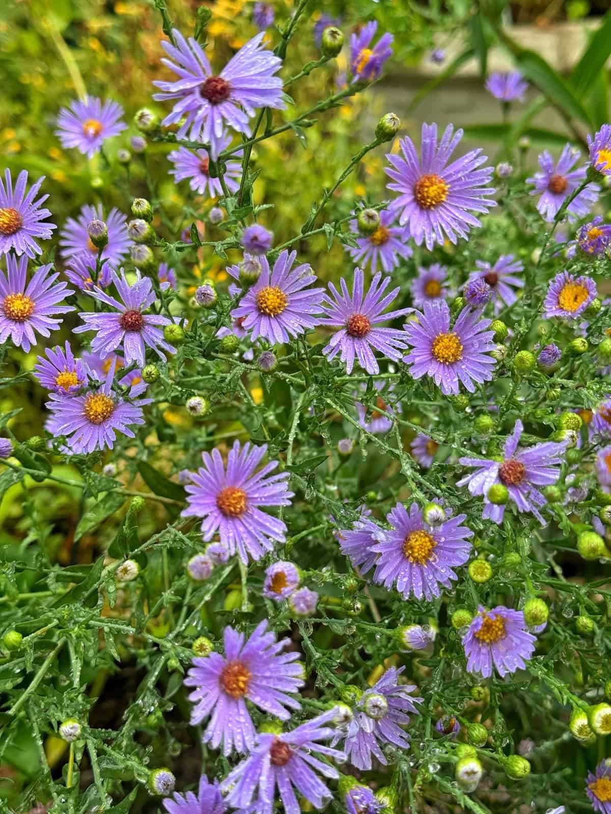 A cluster of vibrant purple daisy-like flowers with yellow centers, covered in dewdrops, blooms among green foliage in a garden setting.