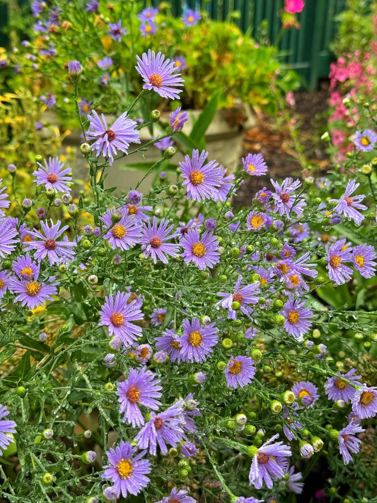 A cluster of small purple flowers with yellow centers blooms in a garden, surrounded by green foliage and other potted plants in the background.