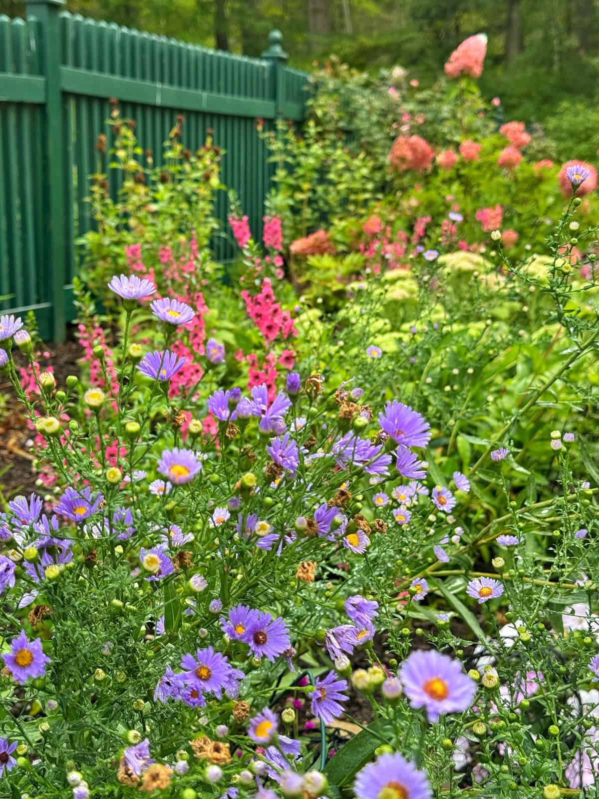 A colorful garden with blooming purple and pink flowers grows along a green wooden fence, with lush greenery and more flowers in the background.