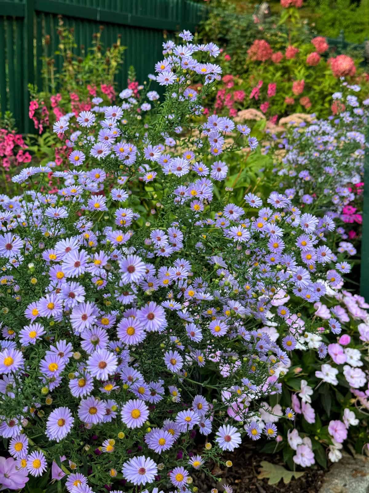 A bush full of small, purple daisy-like flowers with yellow centers blooms in a garden, surrounded by other pink flowers and greenery, with a dark green fence in the background.