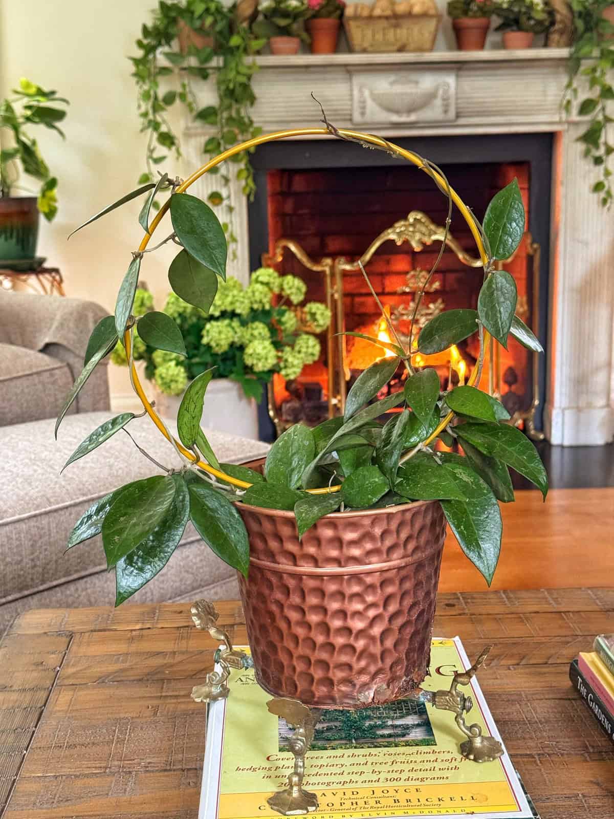 A leafy houseplant in a textured copper pot sits on a coffee table in front of a fireplace. The plant is supported by a circular yellow trellis. There are green plants and flaming logs in the background.
