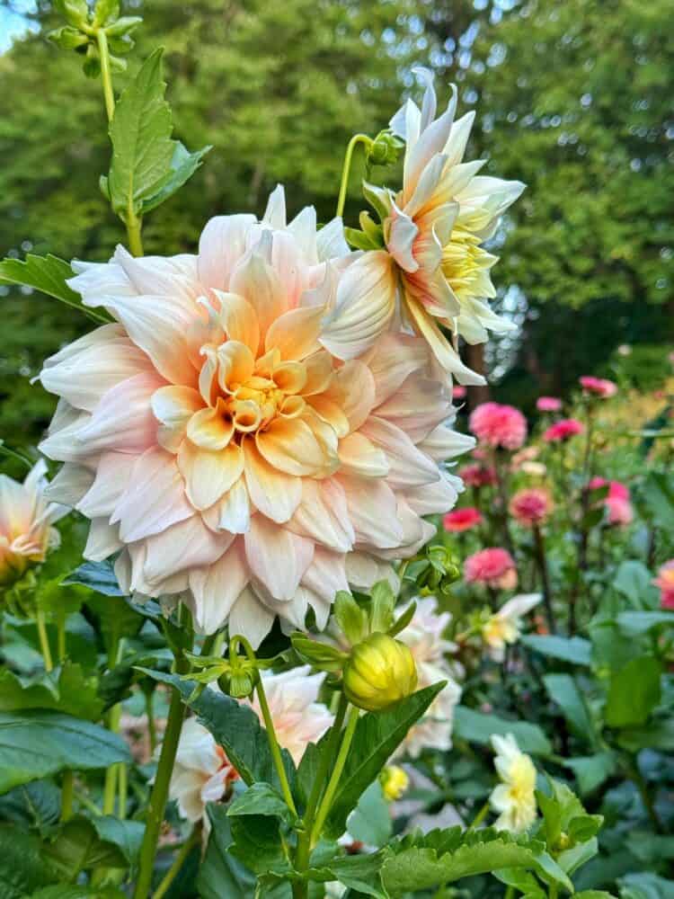 Close-up of a pale peach dahlia flower in full bloom, surrounded by green leaves and several pink dahlias in the blurred background, with trees in the distance.