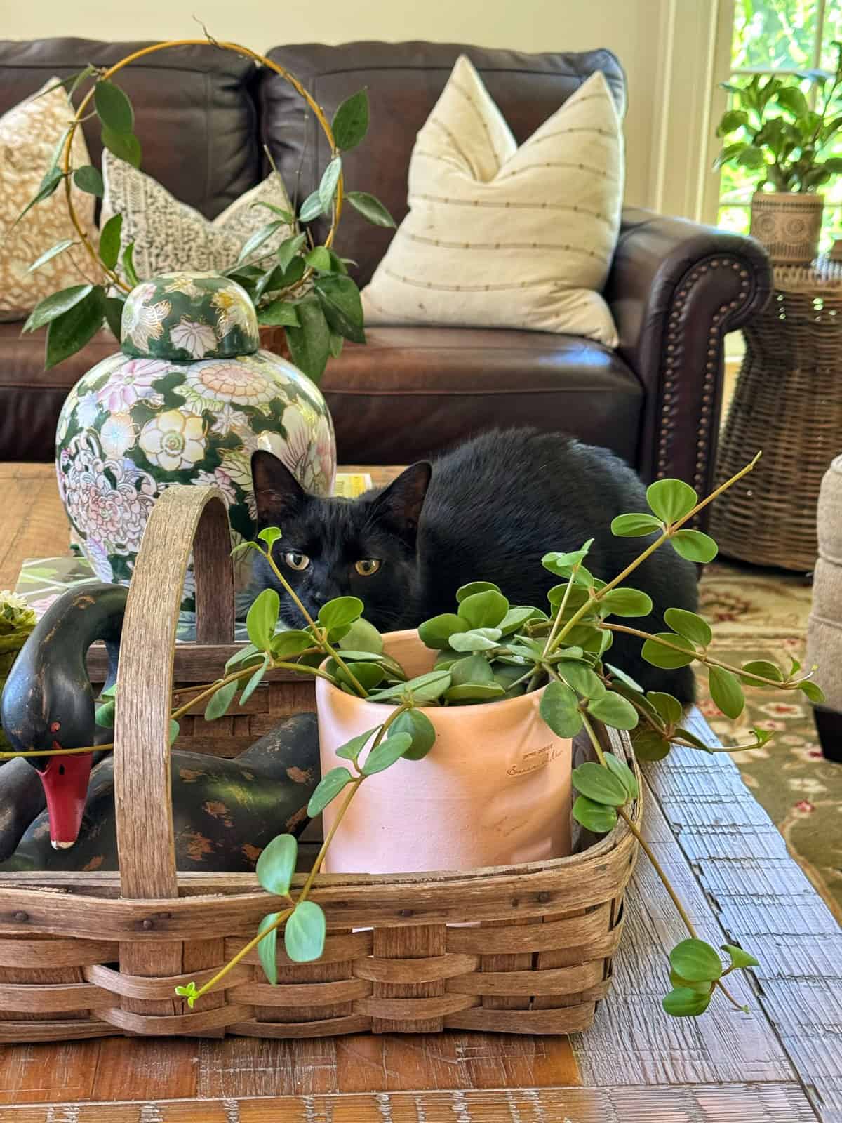 A black cat peeks over a wicker basket on a wooden table, surrounded by green houseplants and decor in a cozy living room with a leather sofa and patterned pillows in the background.