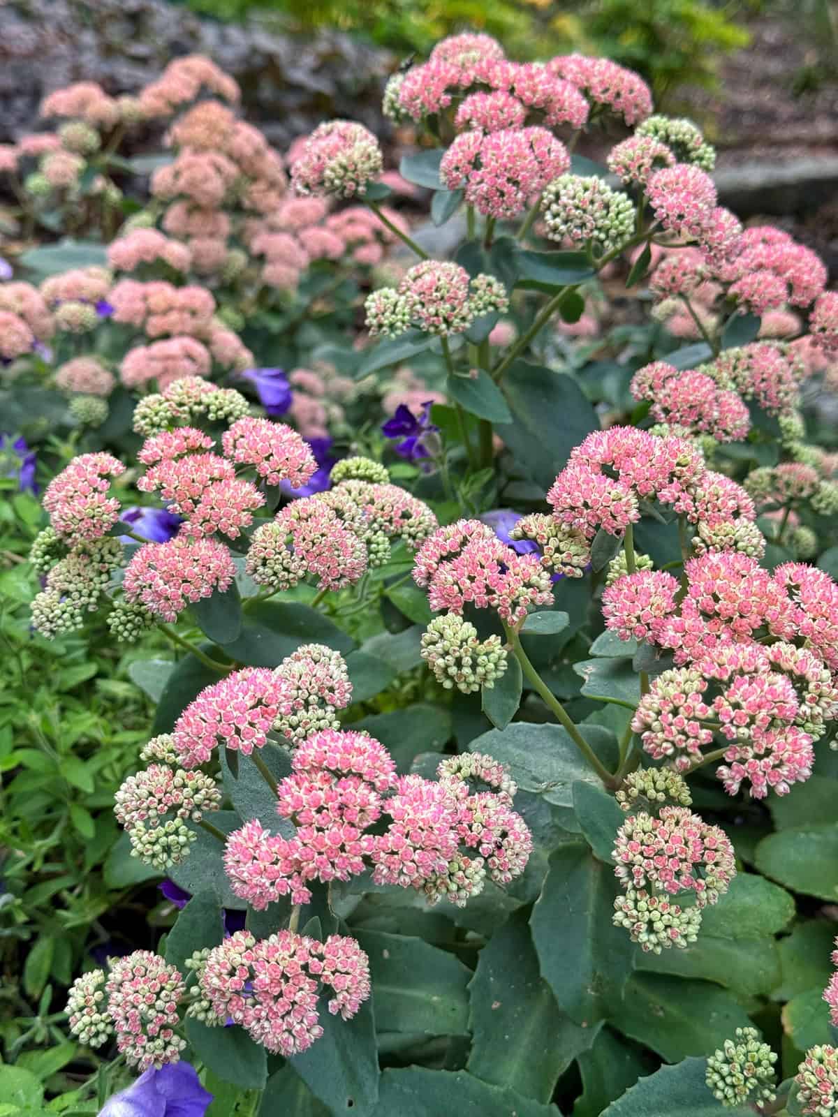 Clusters of pink and light green sedum flowers bloom among leafy green stems, with some purple flowers scattered in the background. The scene appears to be a garden or natural outdoor setting.