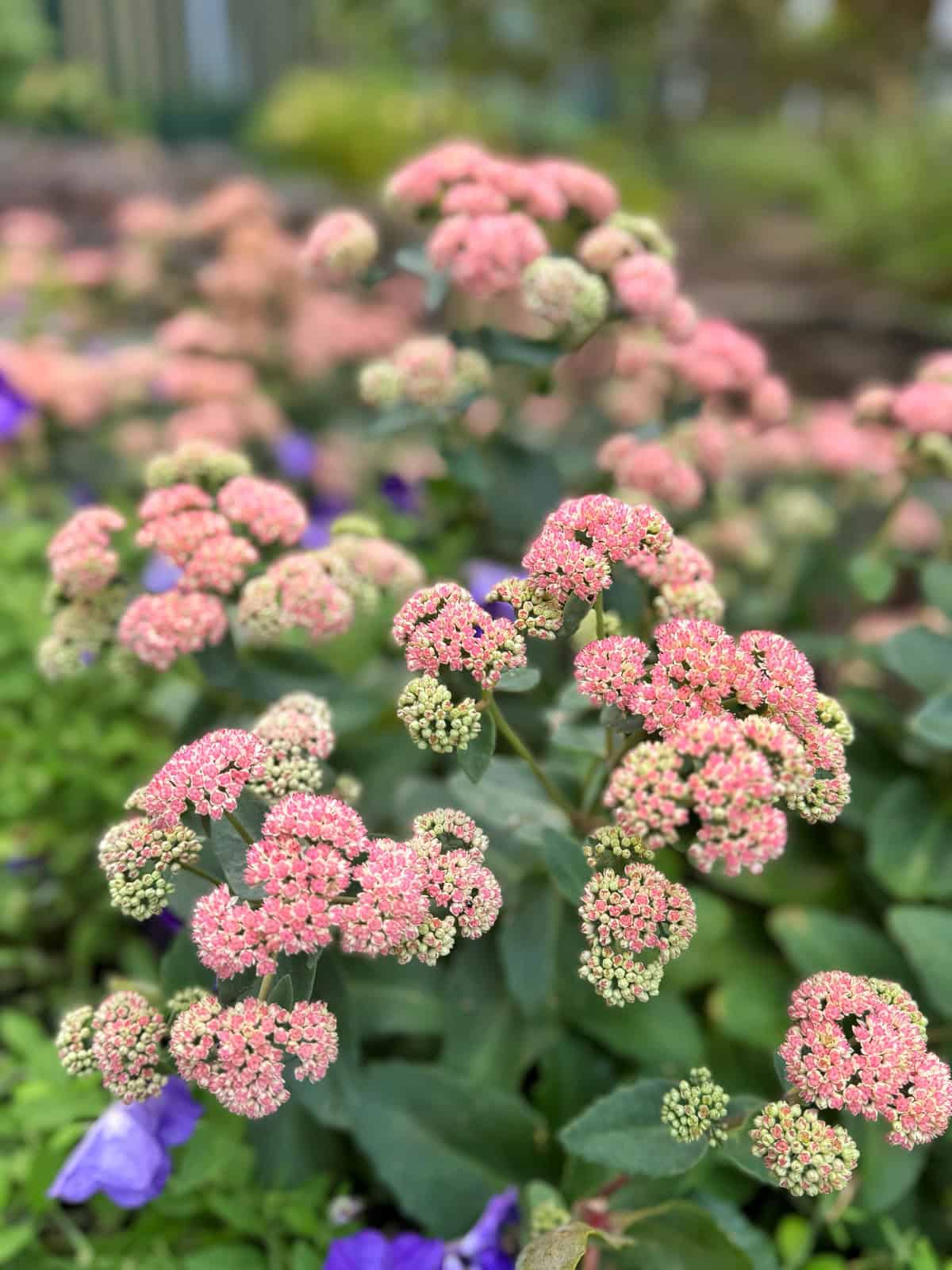 Clusters of pink flowers with green leaves in a garden, with some purple flowers and blurred greenery in the background. The image has a soft, shallow depth of field.