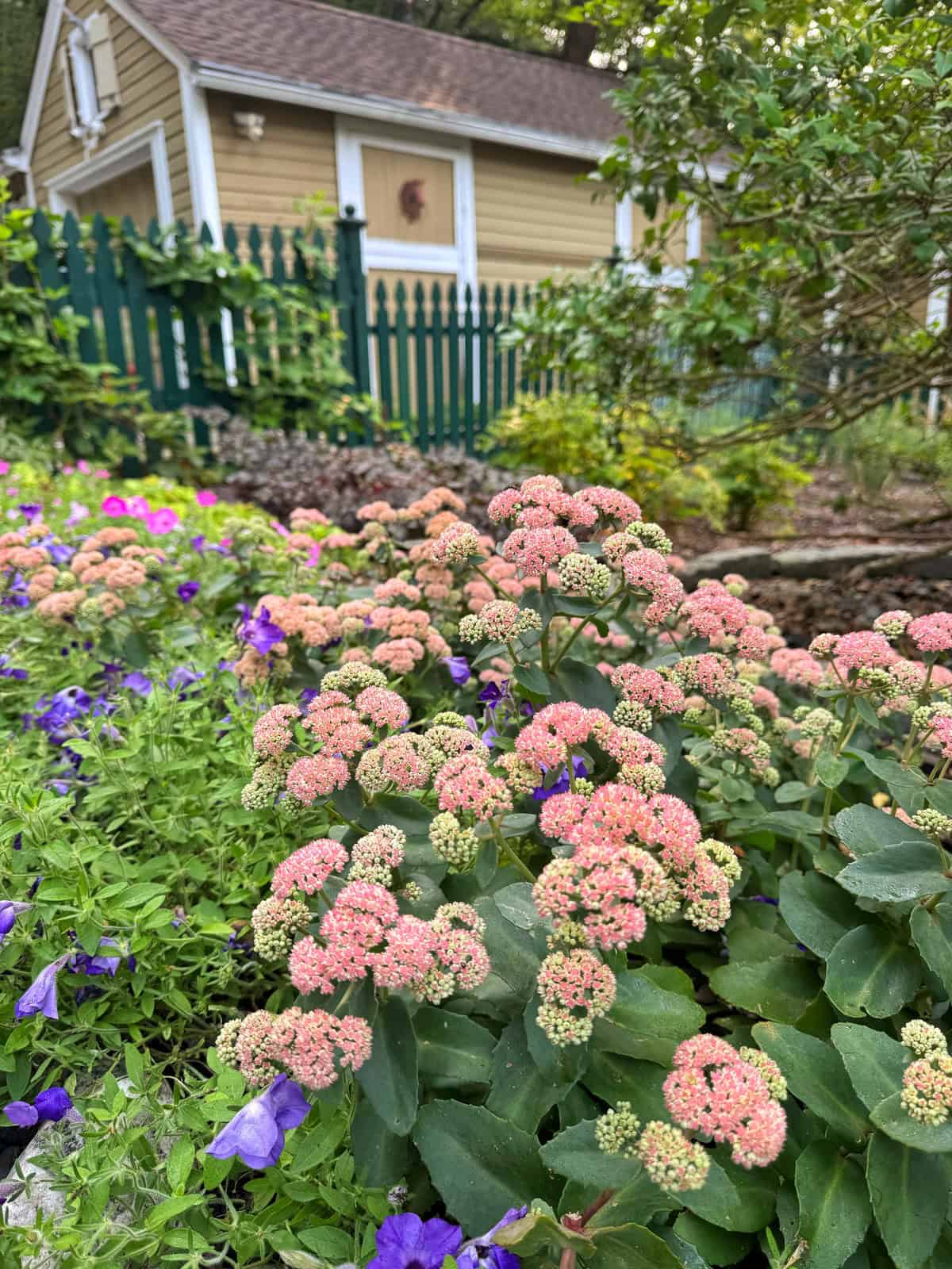 Clusters of pink and green flowers grow in a garden with purple blooms, bordered by a green picket fence. In the background, a small tan house with white trim sits among trees and greenery.
