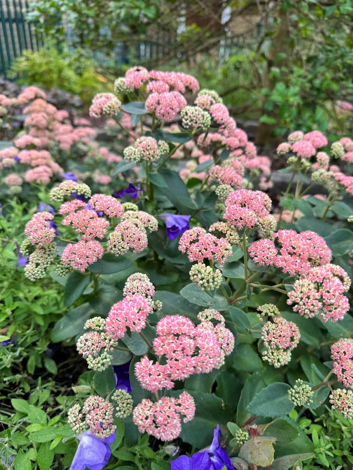 Clusters of small, pink flowers bloom among green foliage in a garden, with a few purple flowers poking through and a blurred background of more plants and a fence.
