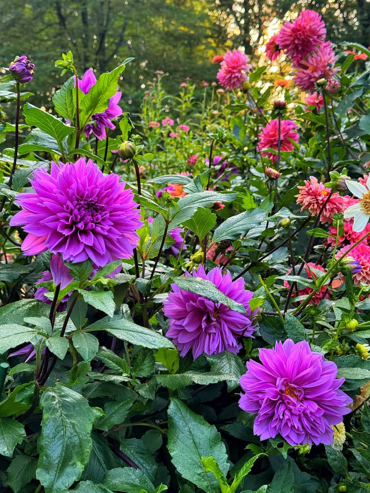 Close-up of vibrant purple and pink dahlias blooming among lush green leaves in a garden, with sunlight filtering through trees in the background.