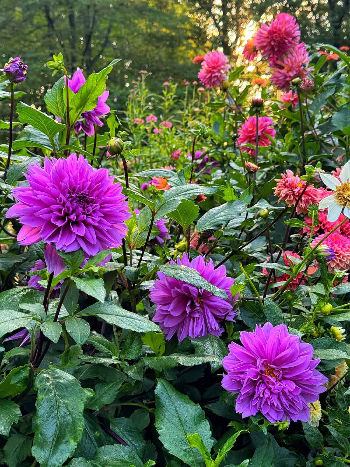 Vibrant purple and pink dahlias bloom among lush green leaves in a garden, with sunlight filtering through trees in the background.