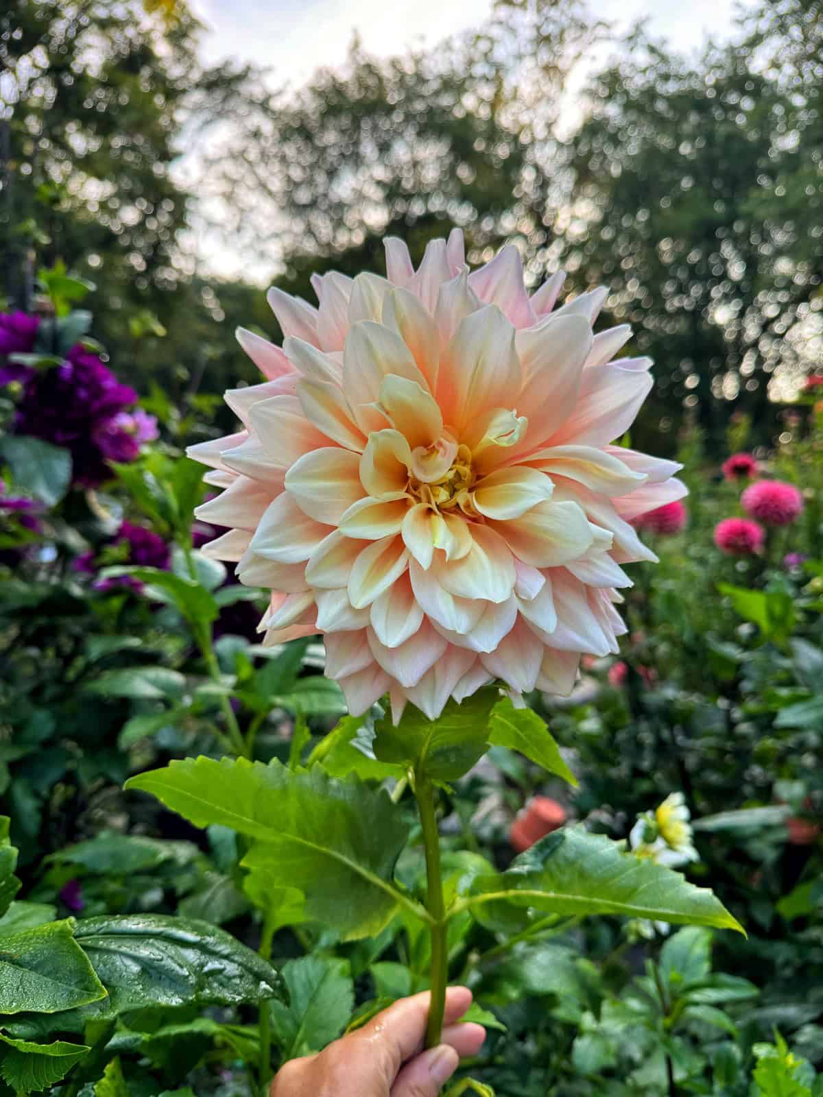 A hand holds a large, pale peach dahlia flower with layered petals, set against a background of green foliage and other blooming flowers in a garden.
