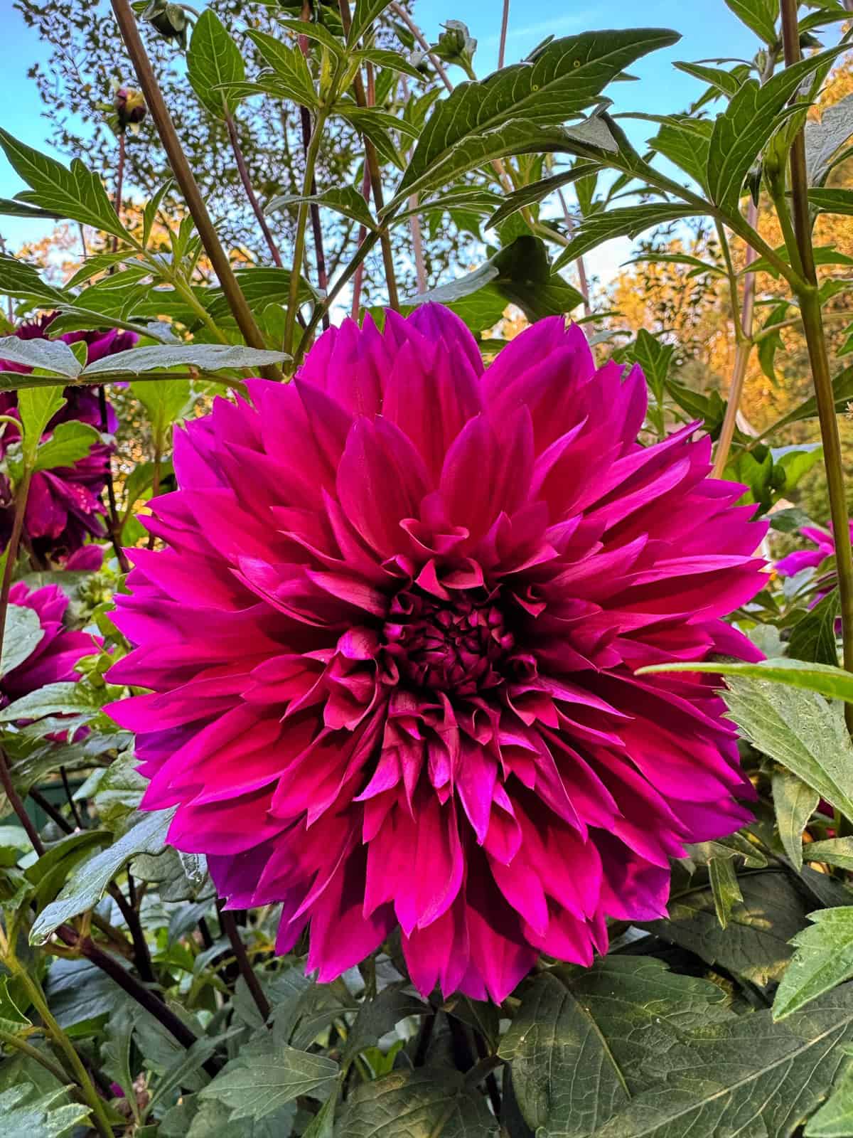 A vibrant magenta dahlia flower in full bloom stands out among green leaves and stems, with a clear blue sky and hints of other flowers in the background.
